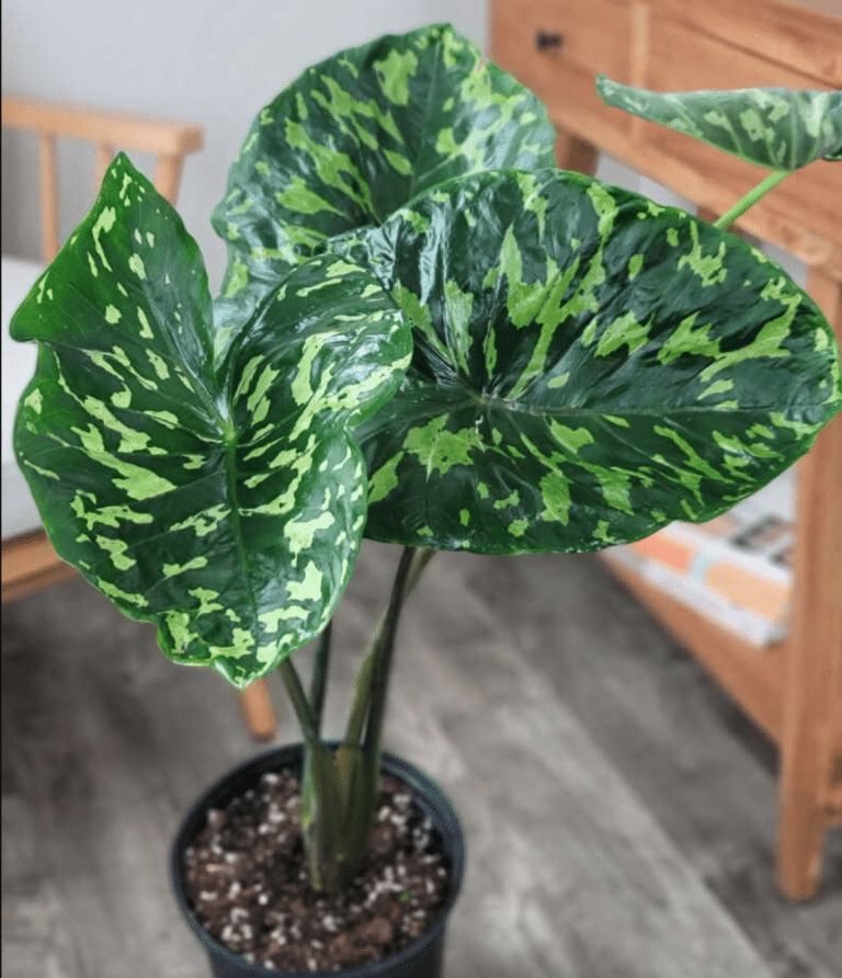 alocasia hilo beauty by a bed